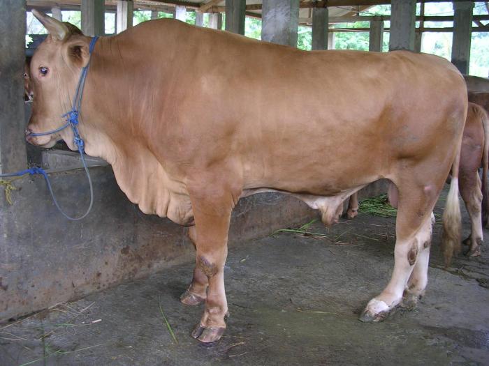 Harga sapi potong hari ini