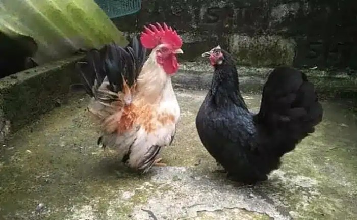 Pemeliharaan ayam broiler di musim hujan