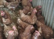 Diagnosa Defisiensi Vitamin Pada Ayam Petelur