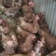 Diagnosa defisiensi vitamin pada ayam petelur