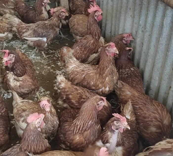 Diagnosa defisiensi vitamin pada ayam petelur