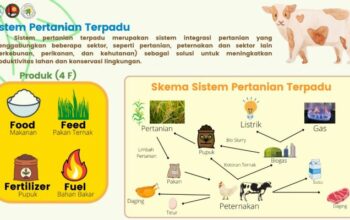 Peternakan pengusaha ternak