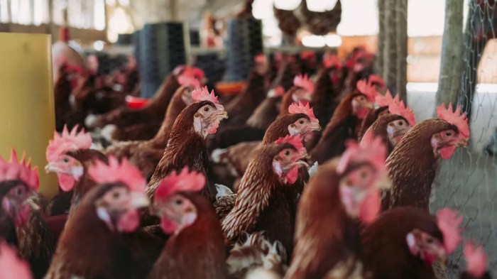Analisis Biaya Pakan Dalam Usaha Ayam Petelur