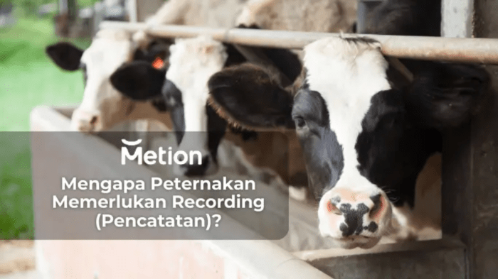 Sistem pencatatan digital dalam manajemen peternakan