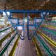 Sistem digital pemantau pakan ayam petelur