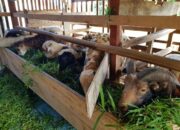 Rahasia Sukses Ternak Kambing
