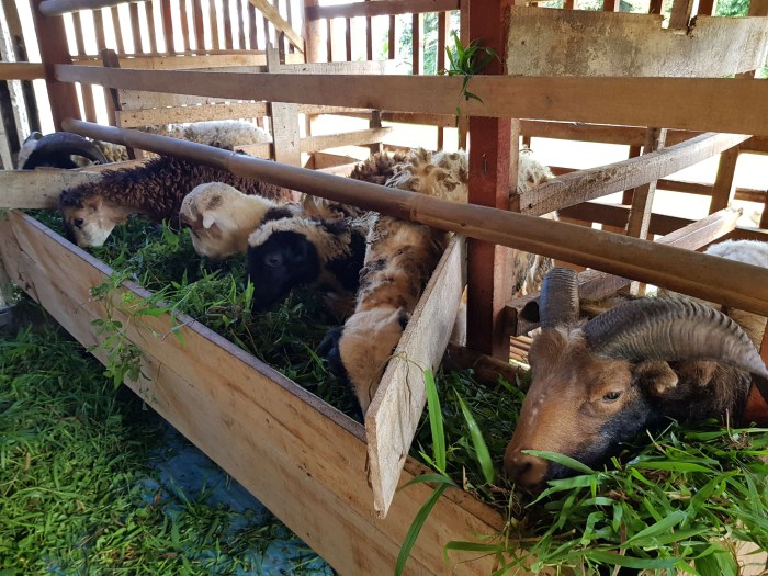 Manajemen kandang kambing yang efisien