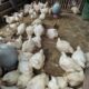 Modal ternak ayam broiler