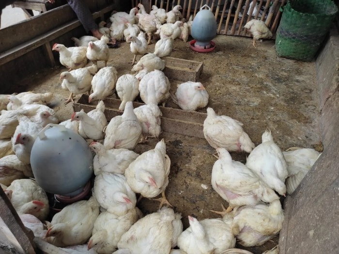 Modal ternak ayam broiler