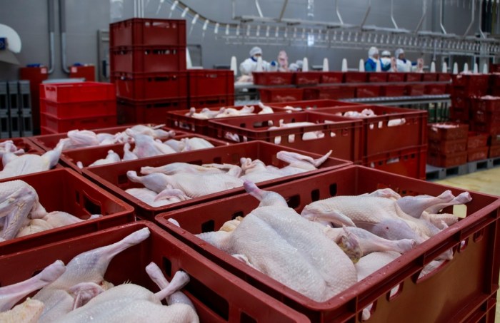 Perbandingan biaya produksi unggas organik dan konvensional