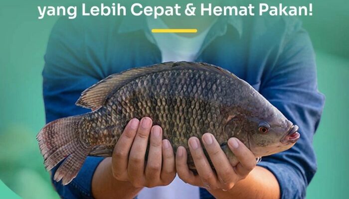 Manajemen Pakan Budidaya Ikan