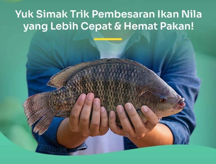 Manajemen pakan budidaya ikan
