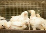 Ternak ayam broiler ramah lingkungan