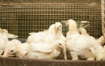 Ternak ayam broiler ramah lingkungan
