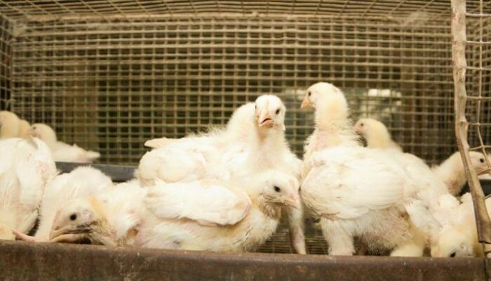 Langkah Awal Ternak Ayam Broiler 2025
