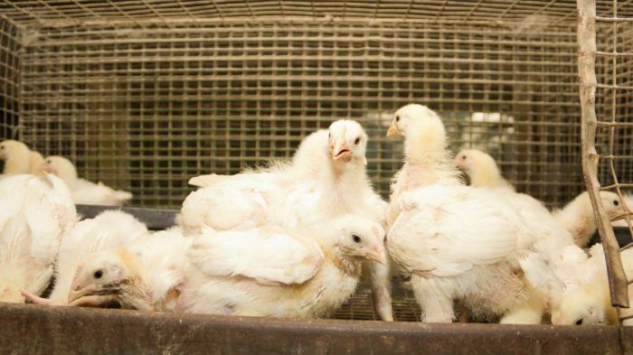 Ternak ayam broiler ramah lingkungan