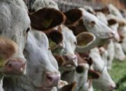 Sapi potong ternak budidaya usaha pakan penggemukan kandang aman jenis peternakan fattening sederhana kontan daging stok jamin ciamis lebaran peternak