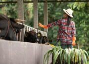 Bagaimana Kualitas Pakan Mempengaruhi Produktivitas Dan Kesehatan Ternak