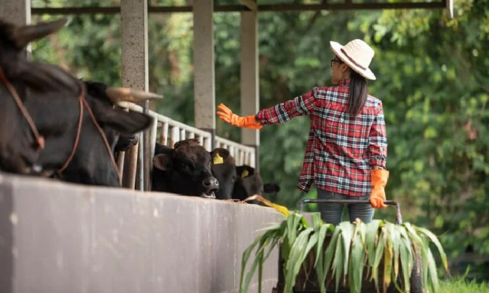 Bagaimana kualitas pakan mempengaruhi produktivitas dan kesehatan ternak