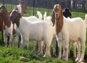 Peluang Bisnis Ternak Kambing Menguntungkan