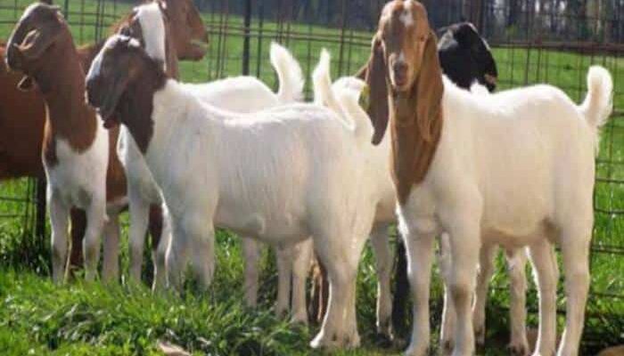 Peluang Bisnis Ternak Kambing Menguntungkan