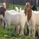 Beternak kambing ala petani sukses