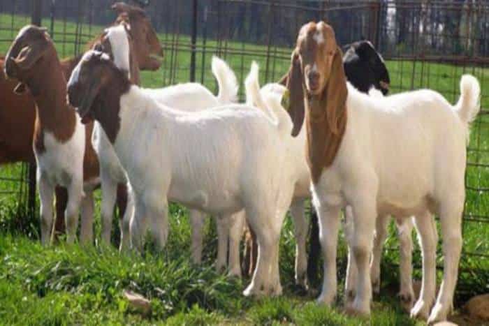 Beternak kambing ala petani sukses