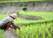 Produksi Pertanian Dan Perternakan Berbasis Industri