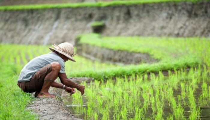 Produksi Pertanian Dan Perternakan Berbasis Industri