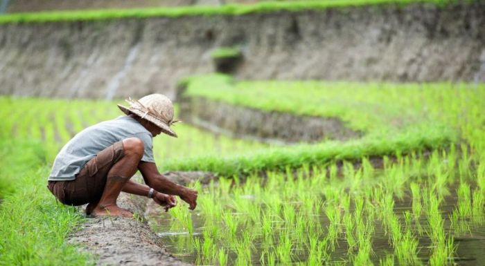 Pertanian industri peternakan penting teknologi kontribusi bidang inilah mediatani Pertanian industri peternakan penting teknologi kontribusi bidang inilah mediatani