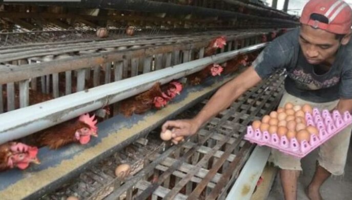 Strategi meningkatkan profit ternak ayam petelur