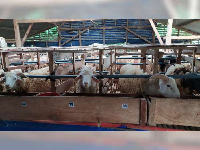 Penggemukan kambing cepat dan efisien