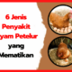 Kesalahan umum dalam manajemen pakan ayam petelur
