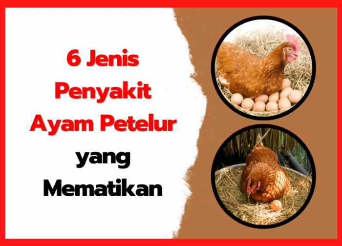 Kesalahan umum dalam manajemen pakan ayam petelur