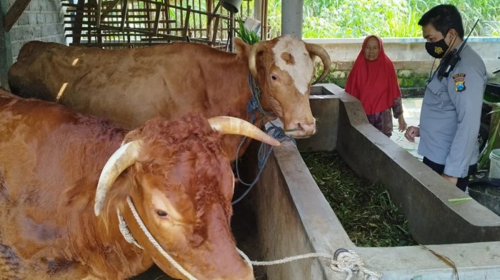 Hubungan antara sanitasi pakan dan wabah penyakit di peternakan