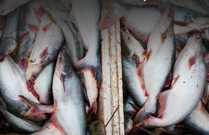 Budidaya ikan patin