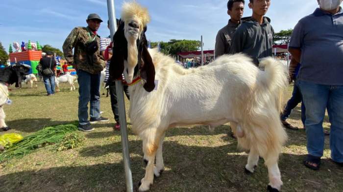 Kambing etawa jantan dan betina