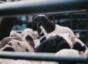 Teknik Reproduksi Kambing Untuk Hasil Maksimal