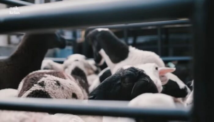Teknik Reproduksi Kambing Untuk Hasil Maksimal