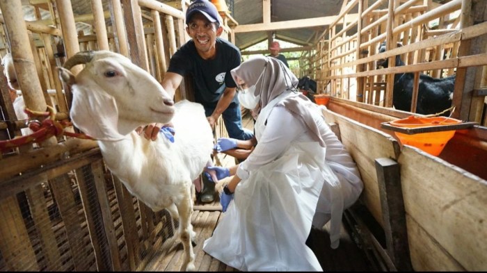 Cara ternak kambing etawa