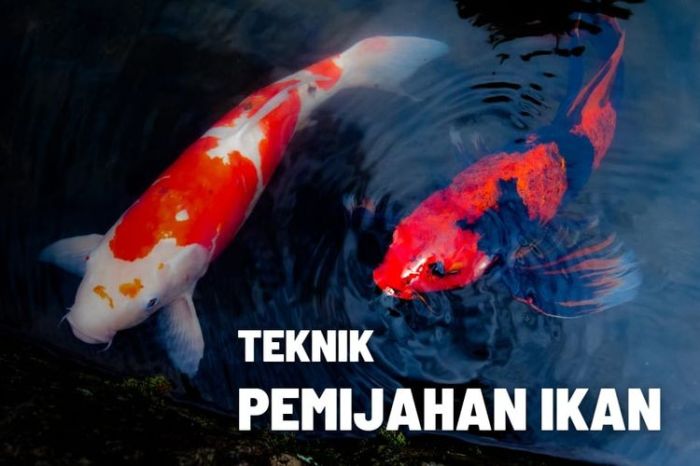 Teknik pemijahan ikan air tawar