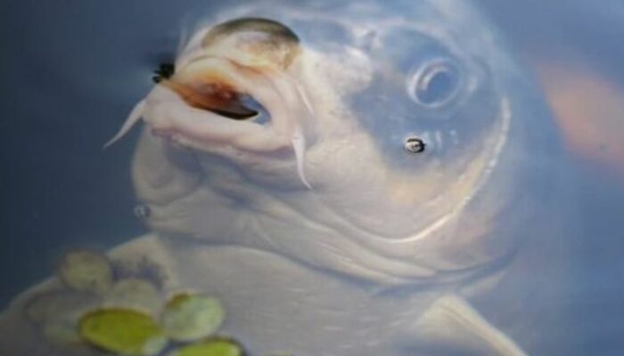 Pakan Alami Budidaya Ikan Tawar