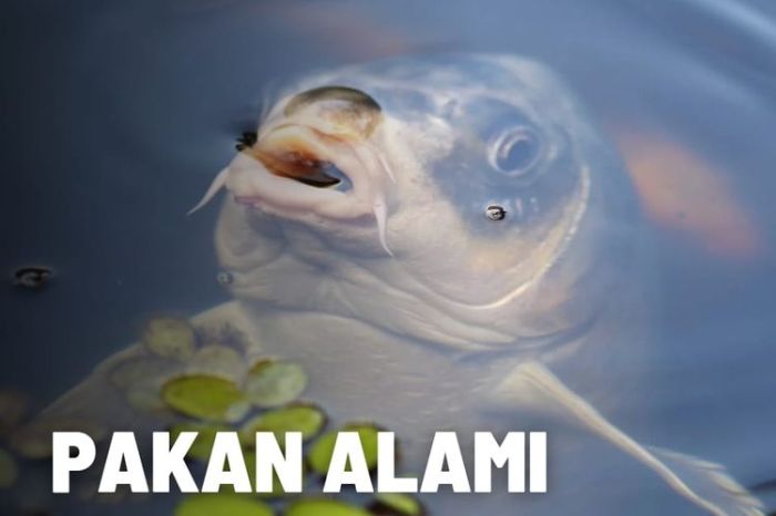 Diposting oleh Pakan alami budidaya ikan