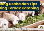 Manajemen Pakan Untuk Mencegah Defisiensi Vitamin