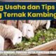 Dampak nutrisi pakan yang tidak seimbang terhadap sistem imun ternak