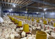 Teknologi Peternakan Ayam Broiler