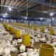 Teknologi peternakan ayam broiler