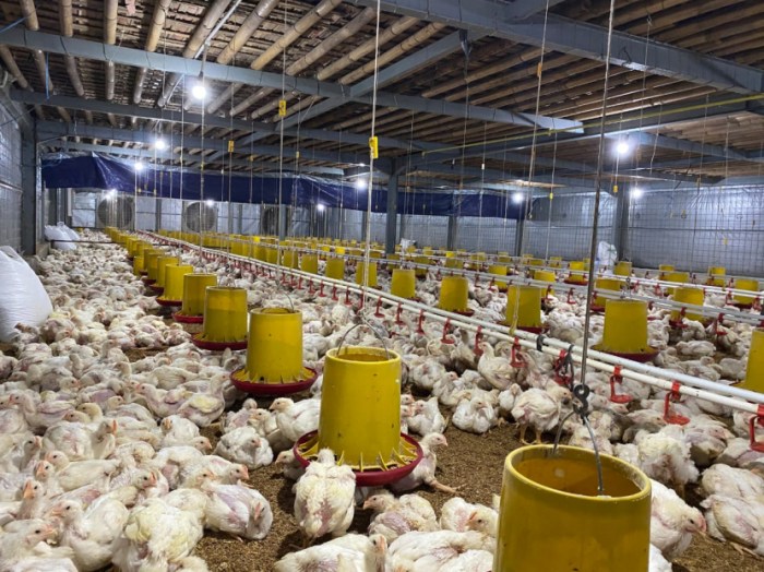 Teknologi peternakan ayam broiler