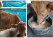 Pakan Sapi Agar Cepat Gemuk