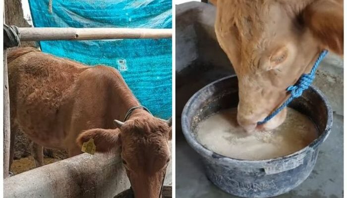 Pakan Sapi Agar Cepat Gemuk